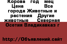 Корова 1 год 4 мец › Цена ­ 27 000 - Все города Животные и растения » Другие животные   . Северная Осетия,Владикавказ г.